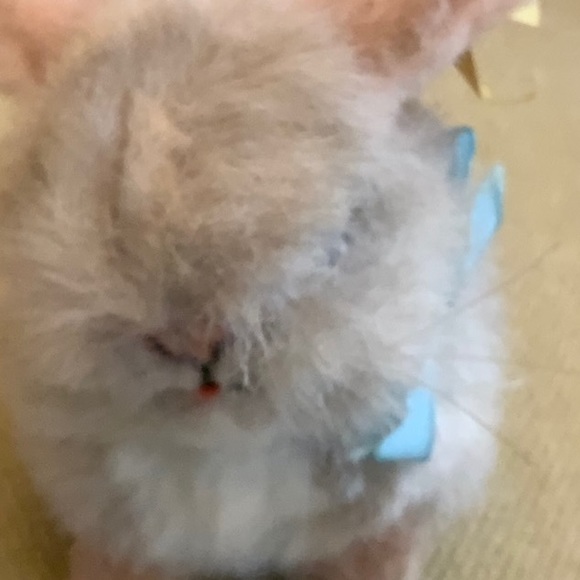 Steiff Vintage Germany Mini- Rabbit with Tag- 5”- Mohair - Picture 6 of 8